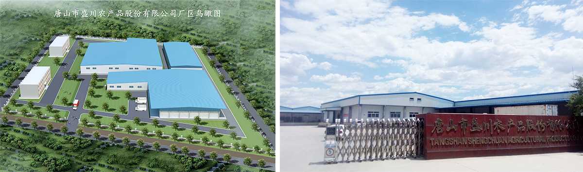 Tangshan Shengchuan Agricultural Products Co., Ltd.